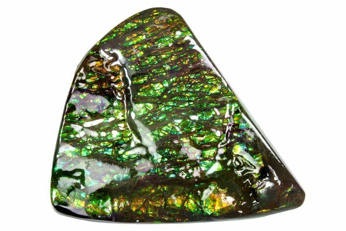 Iridescent Ammolite (Fossil Ammonite Shell) - Brilliant Greens #336298